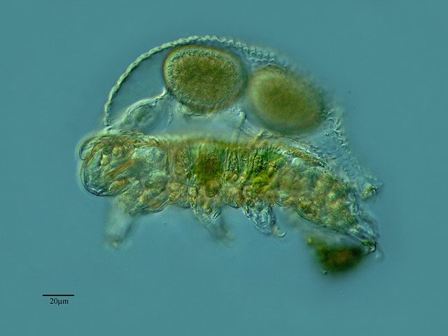 The Animal That Walked Into a Nuclear Reactor and Came Out Stronger