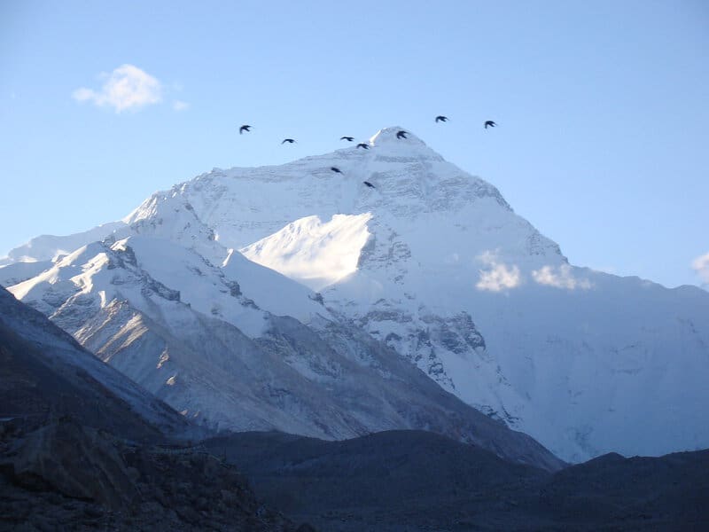 I Followed Migrating Birds for 3 Years: 24 Mind-Blowing Navigation Secrets They Use