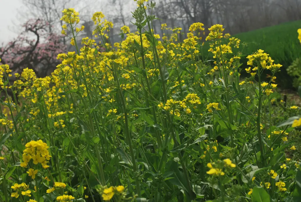 The Plant That Can Literally Eat Metal (And It’s Growing in Your Backyard)