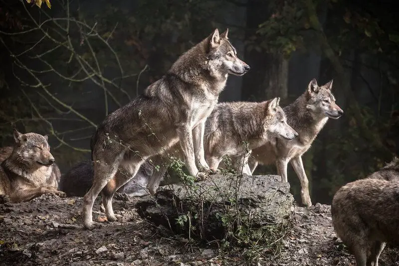 What Happens When You Remove the Alpha: 24 Shocking Pack Dynamics Scientists Discovered