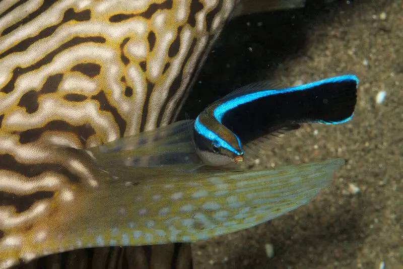 The Mirror Test Results: 23 Animals That Actually Recognize Themselves