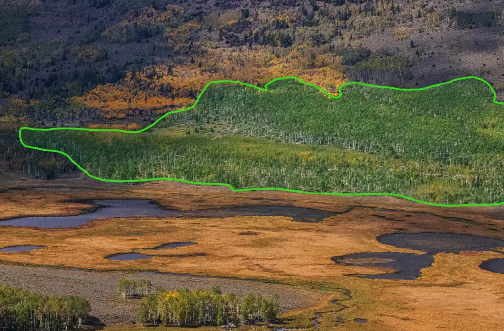 The 106-Acre Monster: How One Living Thing Became an Entire Forest