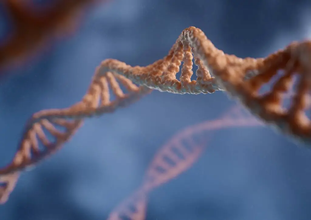Scientists Decode Complete Human Genome After 20-Year International Project