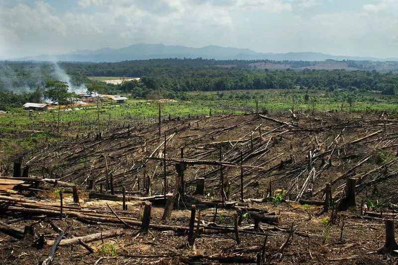 Forest Apocalypse: Why 2025’s Deforestation Crisis Threatens Human Civilization