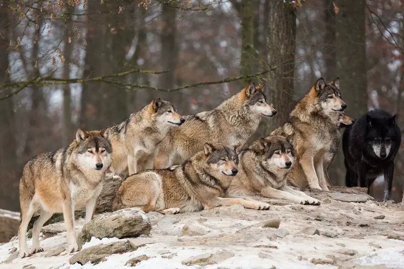 What Happens When You Remove the Alpha: 24 Shocking Pack Dynamics Scientists Discovered