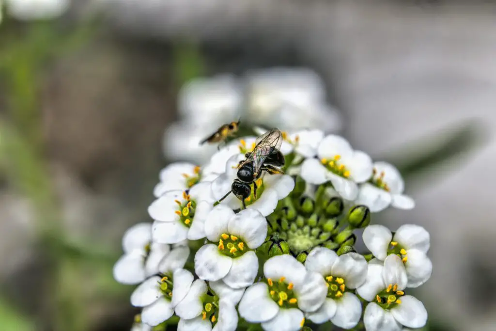 Forbidden Colors for Bugs? These Mediterranean Rebels Spot Red Anyway.