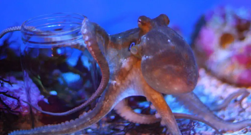 How Octopuses Became the Ocean’s Smartest Invertebrates — 25 Problem-Solving Abilities