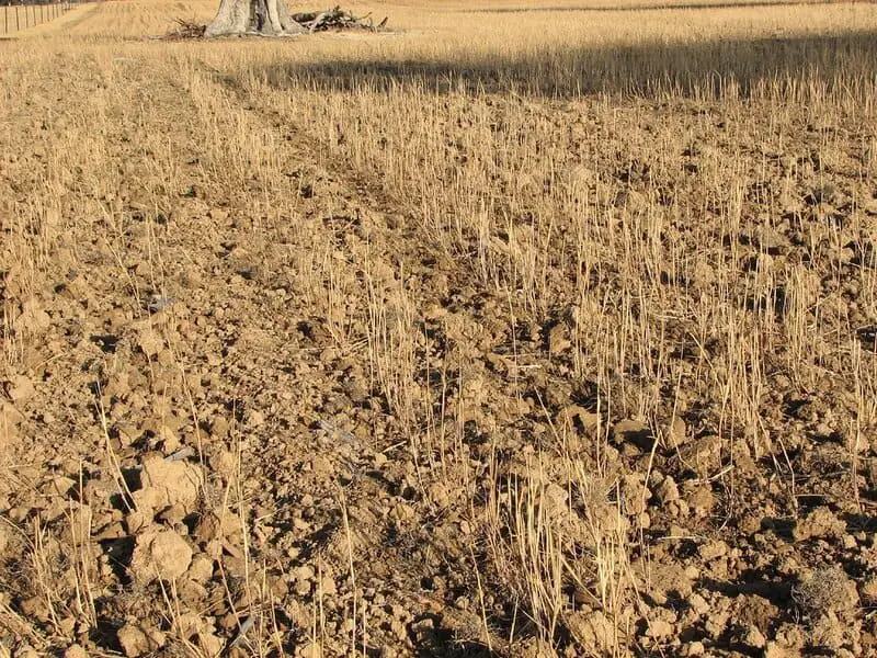 Forest Apocalypse: Why 2025’s Deforestation Crisis Threatens Human Civilization