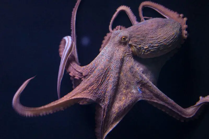 How Octopuses Became the Ocean’s Smartest Invertebrates — 25 Problem-Solving Abilities