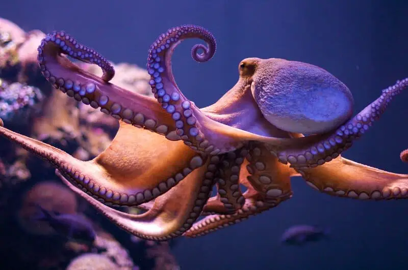How Octopuses Became the Ocean’s Smartest Invertebrates — 25 Problem-Solving Abilities