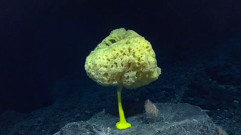 Breaking Ice: Revolutionary Discoveries Reveal Antarctica’s Hidden Biological Treasures