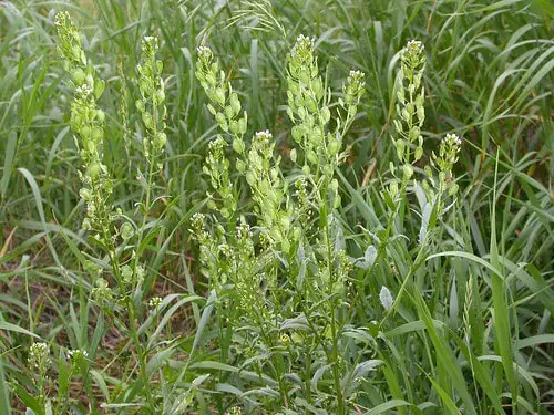 The Plant That Can Literally Eat Metal (And It’s Growing in Your Backyard)