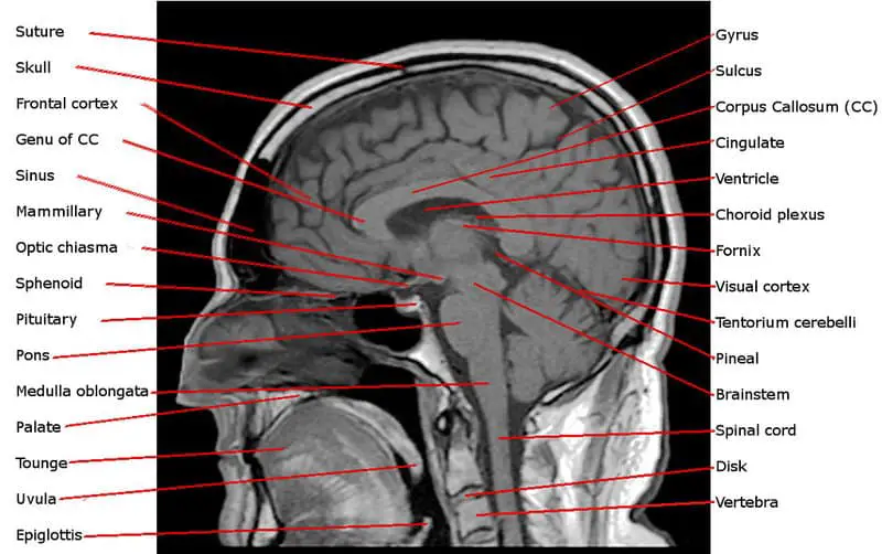 Scientists Discover Why Some 90-Year-Olds Have 30-Year-Old Brains