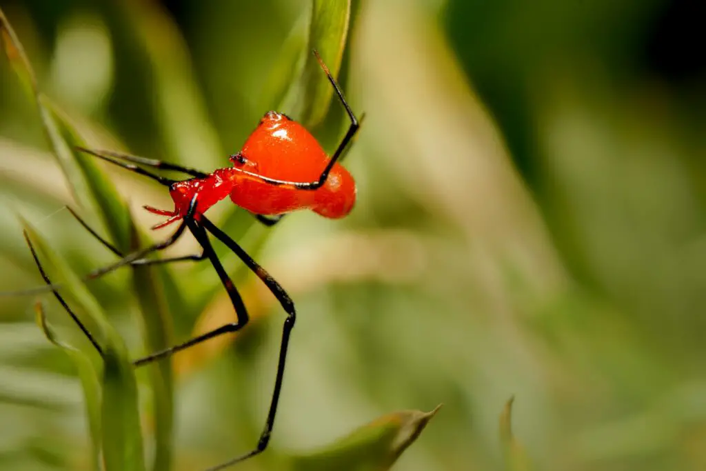 The Zombie Makers: Meet the Parasites That Control Animal Minds