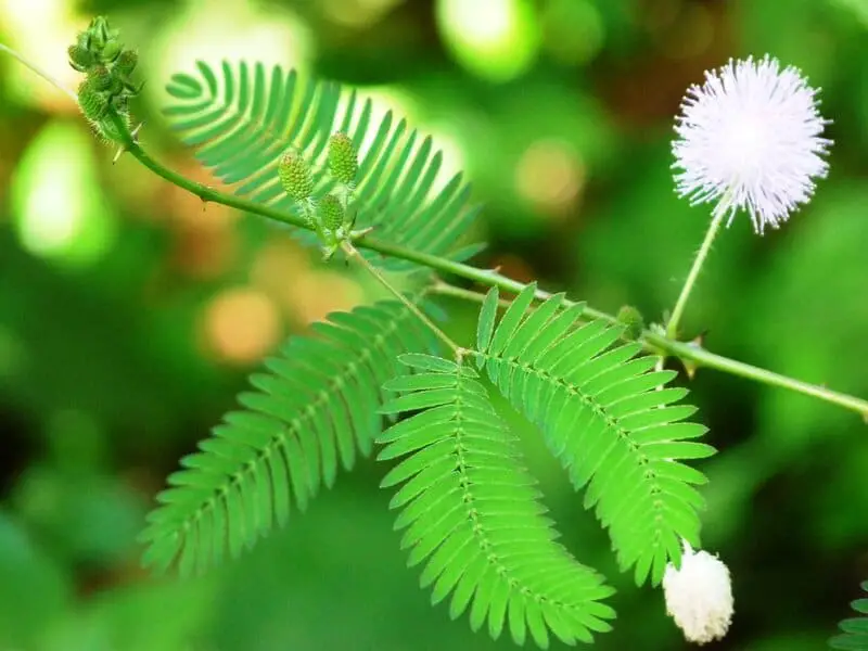 The Shapeshifters: Plants That Become Invisible to Survive