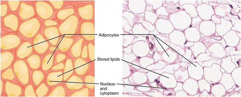 How Long Do Human Cells Actually Live? Your Body Replaces Itself Constantly