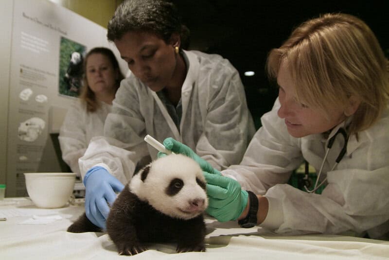 Giant Panda Stem Cells Could Save Endangered Species – Lab-Grown Conservation