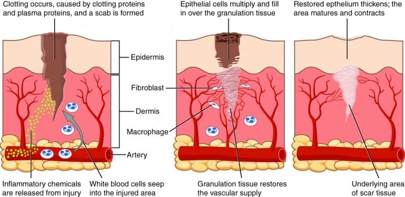 This One Vitamin Became the Secret Weapon in Wound Healing – Breakthrough Discovery