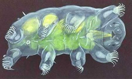 The Animal That Walked Into a Nuclear Reactor and Came Out Stronger