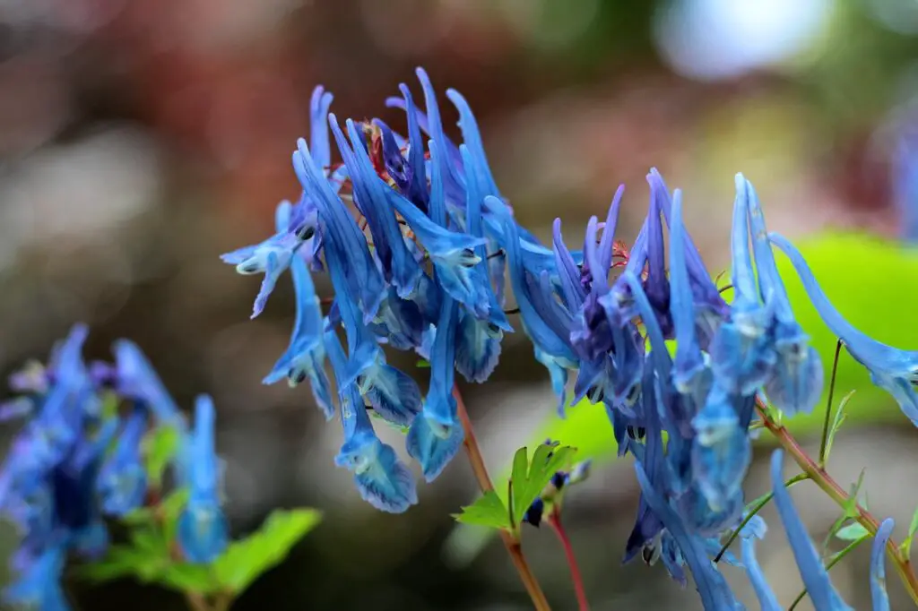 The Shapeshifters: Plants That Become Invisible to Survive