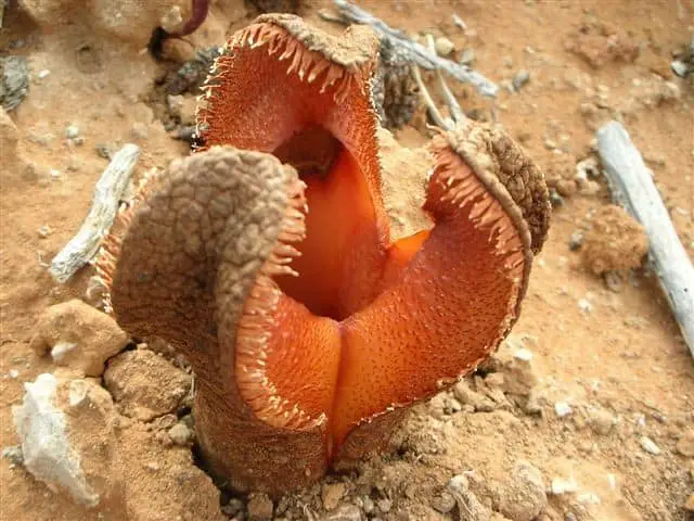 The Shapeshifters: Plants That Become Invisible to Survive