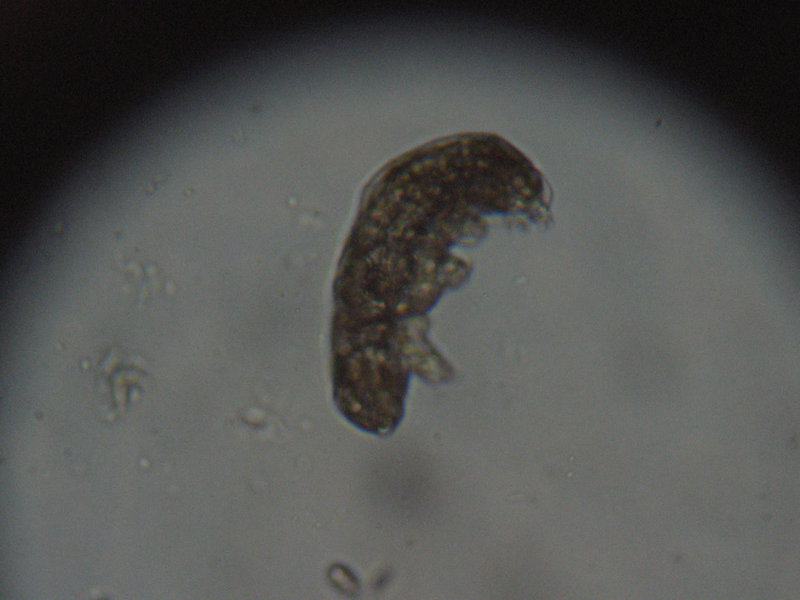 The Animal That Walked Into a Nuclear Reactor and Came Out Stronger