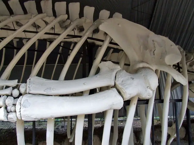 Bone-Eating Worms Have Been Cleaning Ocean Floors for Over 100 Million Years