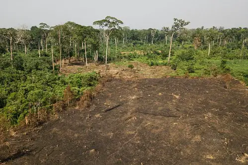 Forest Apocalypse: Why 2025’s Deforestation Crisis Threatens Human Civilization