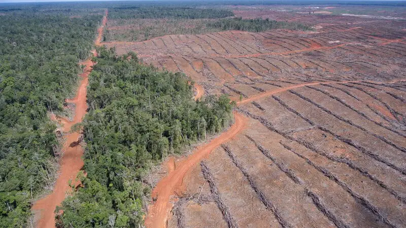 Forest Apocalypse: Why 2025’s Deforestation Crisis Threatens Human Civilization