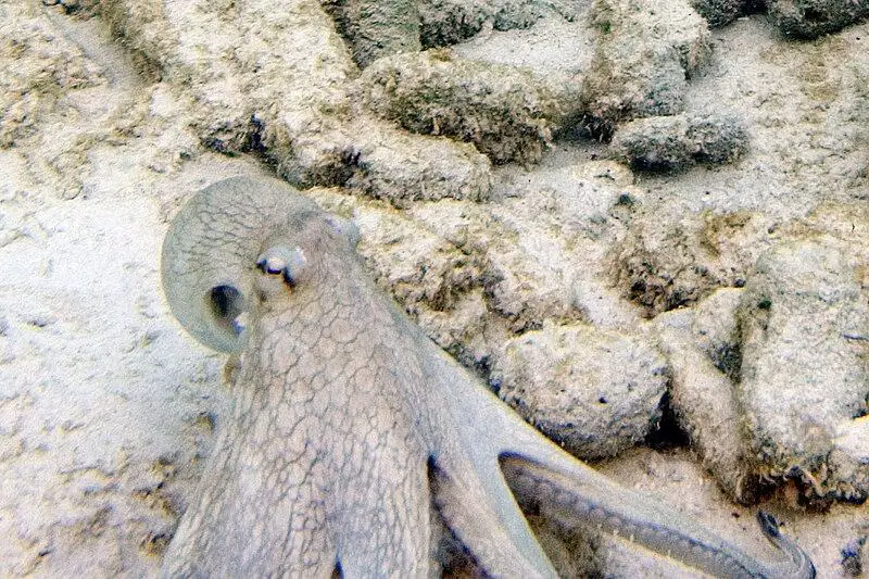 How Octopuses Became the Ocean’s Smartest Invertebrates — 25 Problem-Solving Abilities