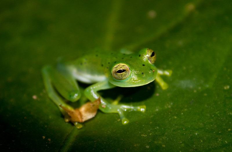 27 New Species Found in Peru’s ‘Human-Dominated’ Rainforest