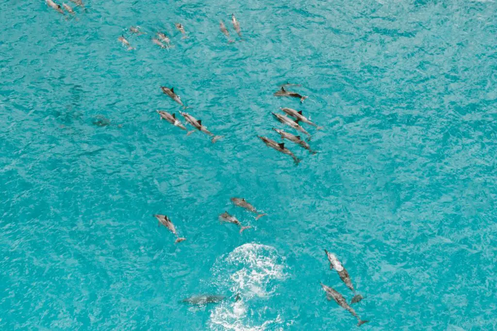 Dolphins Have Secret Names—And They Remember Them for Their Entire Lives