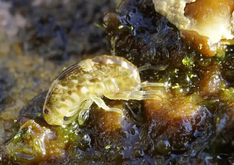 Breaking Ice: Revolutionary Discoveries Reveal Antarctica’s Hidden Biological Treasures