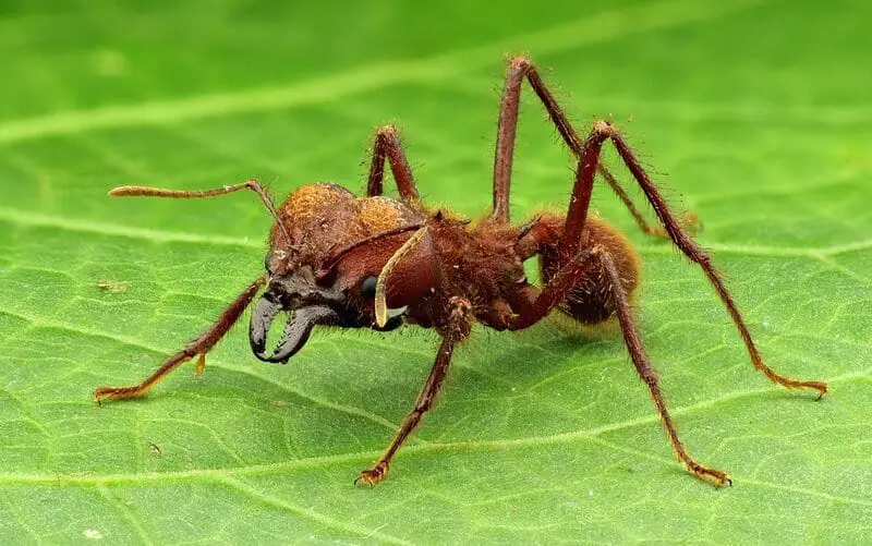 27 New Species Found in Peru’s ‘Human-Dominated’ Rainforest