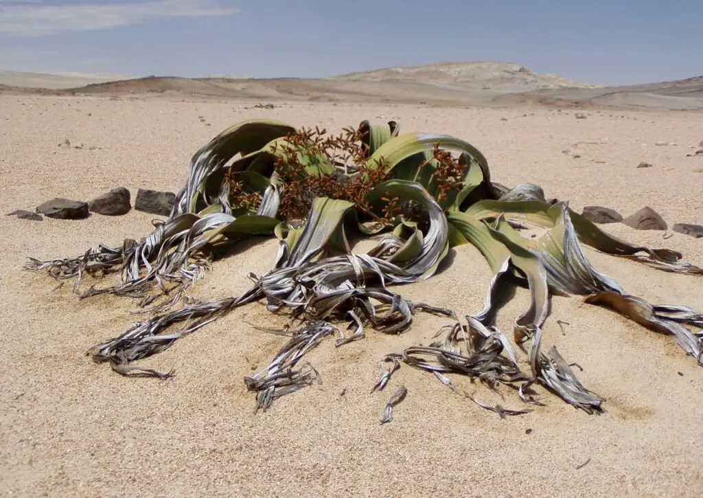 The Shapeshifters: Plants That Become Invisible to Survive