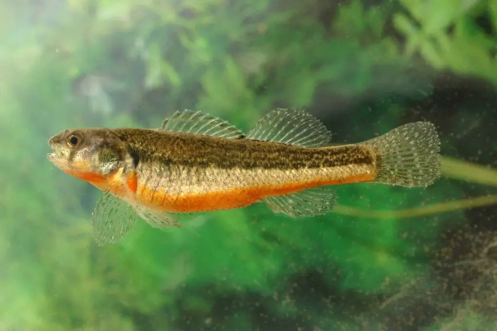 27 New Species Found in Peru’s ‘Human-Dominated’ Rainforest
