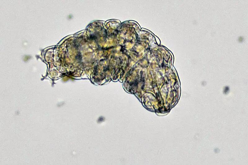 The Animal That Walked Into a Nuclear Reactor and Came Out Stronger