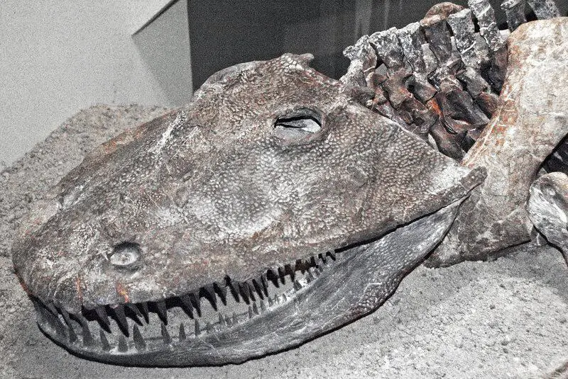 Massive Extinct Salamander With Vice-Like Jaws Found in Tennessee Fossil