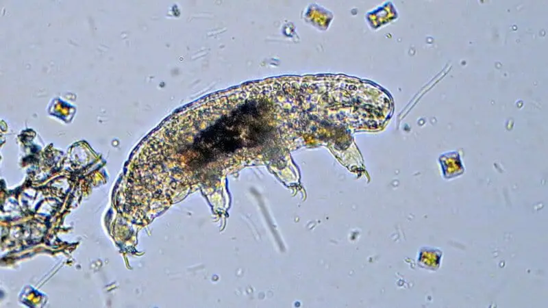 The Animal That Walked Into a Nuclear Reactor and Came Out Stronger