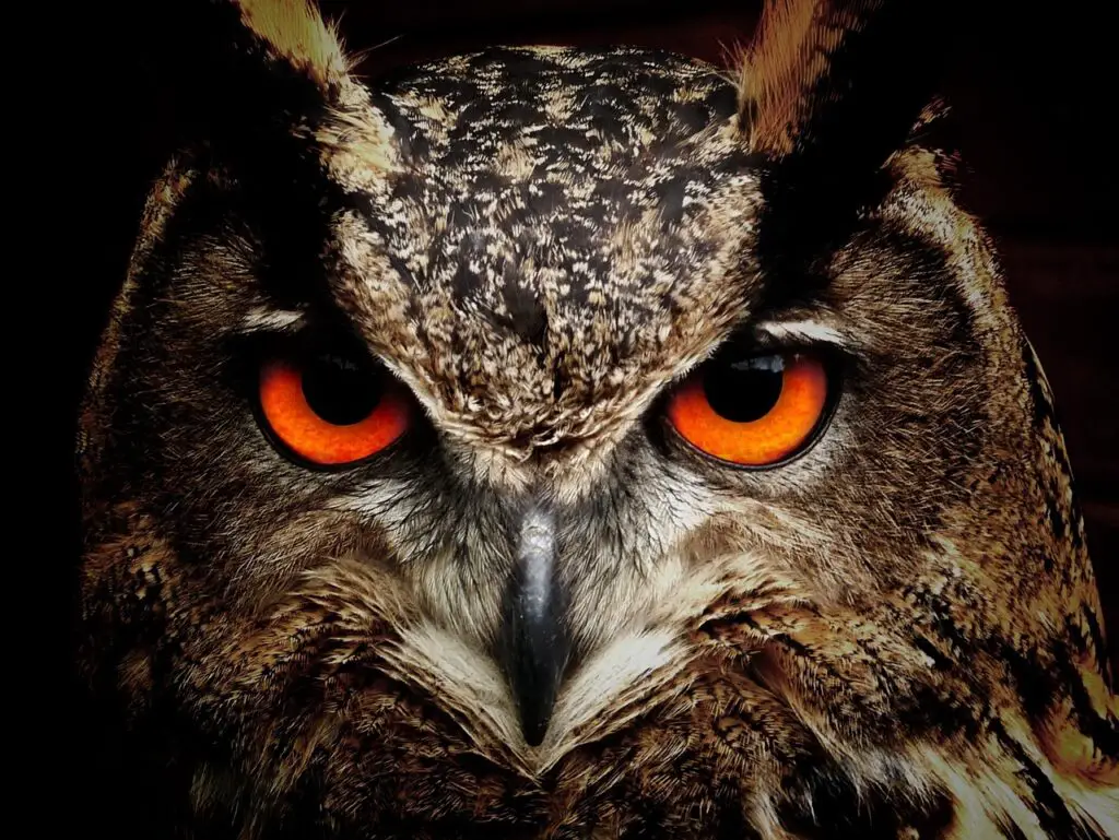 The Quantum Spies: How Birds Use Physics That Einstein Called ‘Spooky’