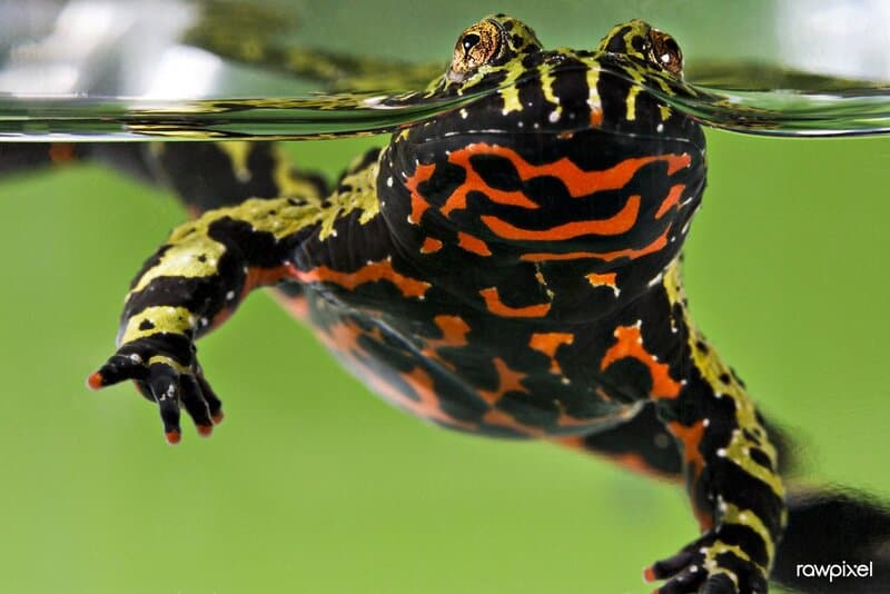 The Great Escape Artists: Animals That Fake Death Better Than Any Actor