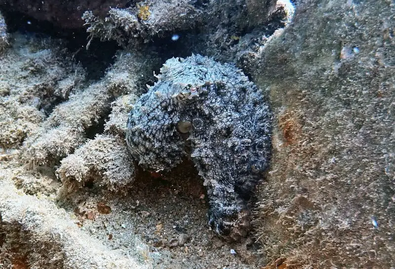 How Octopuses Became the Ocean’s Smartest Invertebrates — 25 Problem-Solving Abilities