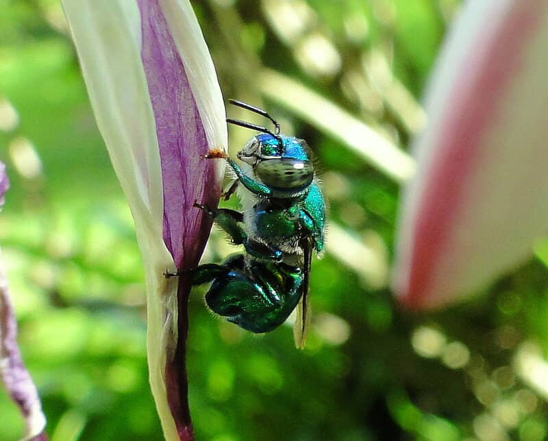 27 New Species Found in Peru’s ‘Human-Dominated’ Rainforest
