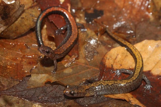 Massive Extinct Salamander With Vice-Like Jaws Found in Tennessee Fossil