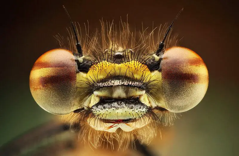Forbidden Colors for Bugs? These Mediterranean Rebels Spot Red Anyway.