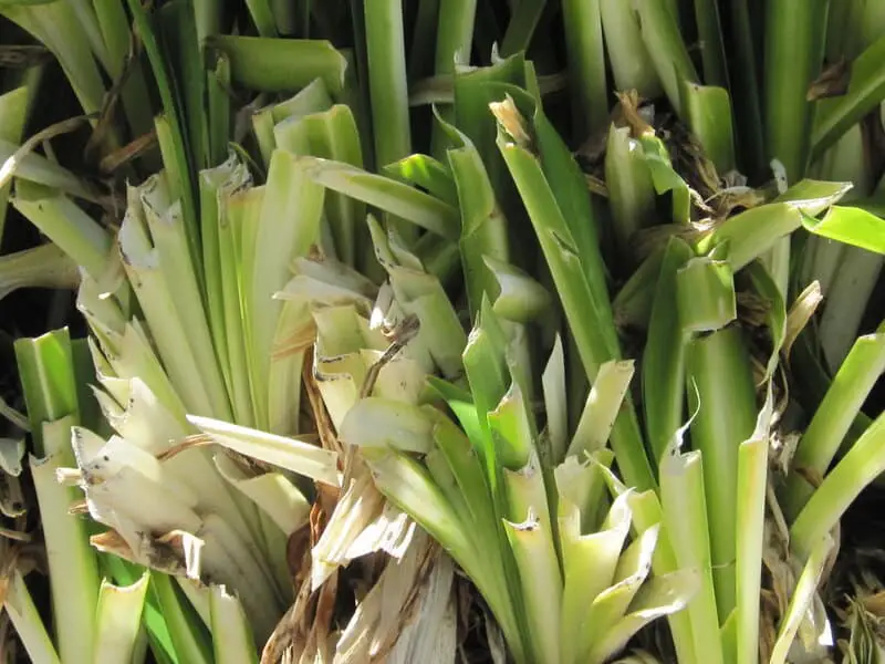 Plants Are Screaming When You Cut Them—We Just Couldn’t Hear It