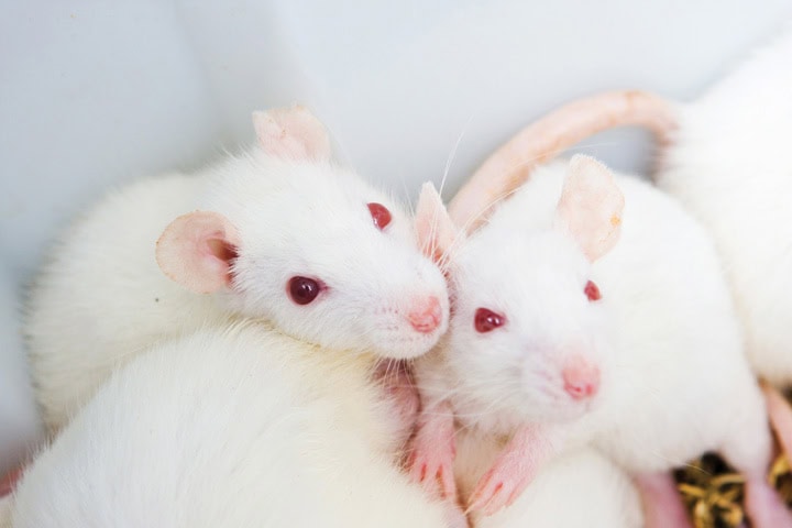 Mice’s Jaw-Dropping Instinct to Save Buddies from the Brink – Nature’s Paramedics?