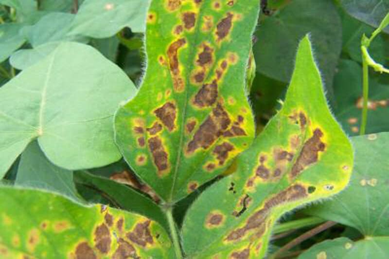 Plants Are Screaming When You Cut Them—We Just Couldn’t Hear It
