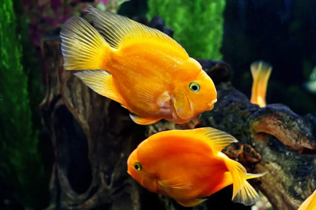 How 600 Fish Species Evolved in the Blink of an Eye