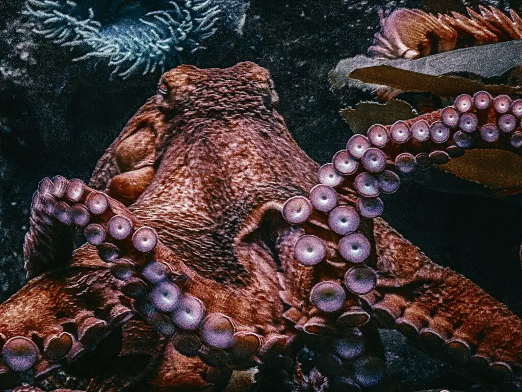 How Octopuses Became the Ocean’s Smartest Invertebrates — 25 Problem-Solving Abilities
